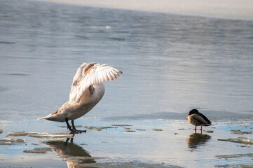 the swan spreads its wings on the shore of the lake under the bright sun