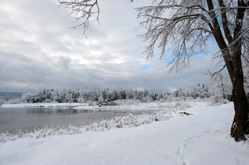Winter forest near the lake. Sunny and snowy day.