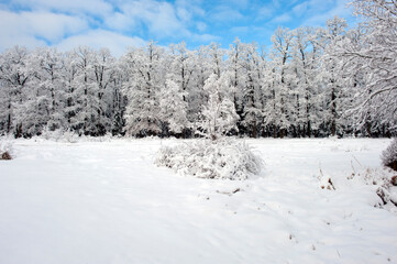 Fototapeta na wymiar Forest under snow cover, sun and shadows, blue sky.