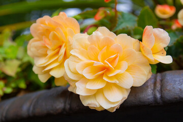 Close-up of large apricot Begonia flowers. Blurred background