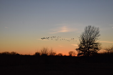 Geese Flying in a Sunset