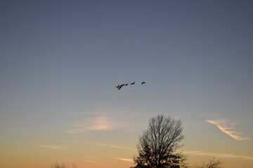 Geese in a Blue Sunset Sky