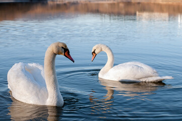 white swans group on the lake swim well under the bright sun