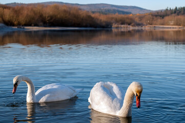 white swans group on the lake swim well under the bright sun