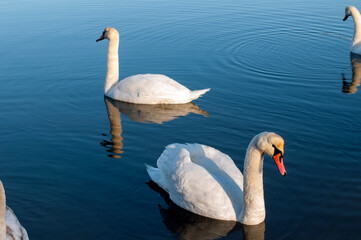 white swans group on the lake swim well under the bright sun