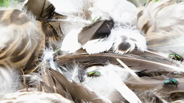 Flies on feathers of birds, plucked poultry. European green blowfly (Lucilia sericata) and Bluebottle blowfly (Calliphora erythrocephala). They are carriers of microbes and eggs of parasitic worms