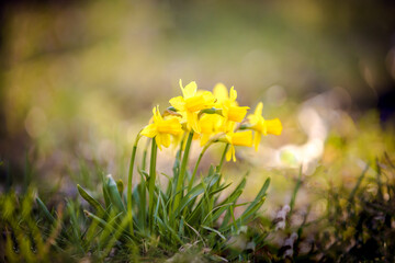 Daffodils