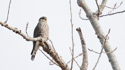 A Merlin Perches on a Branch in Missouri