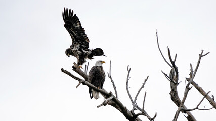 A Juvenile and Adult Bald Eagle Share a Tree in Missouri