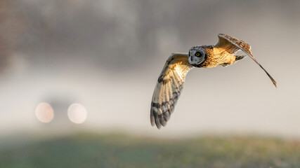 A Short Eared Owl Flies in Front of an Oncoming Car at Dusk