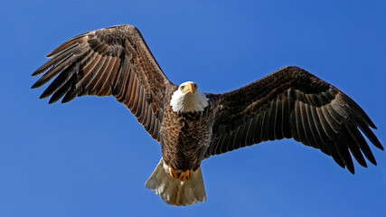 A Soaring Bald Eagle in the Winter in Missouri