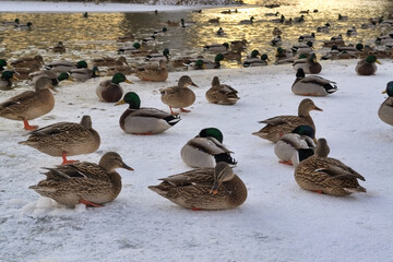 Fototapeta premium A flock of wild ducks on the lake. Many wild ducks swim in the winter lake. A flock of ducks in the water.