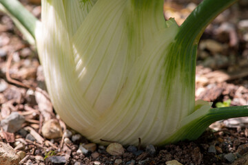 A fennel bulb growing in rich soil. The base of the vegetable is white with green veins through the base. The top of the vegetable has dark green leaves. The plant is growing in rich healthy soil. 