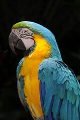 blue and yellow macaw