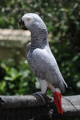 gray parrot south africa