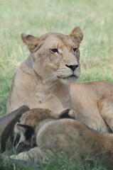 Obraz na płótnie Canvas lioness and cubs
