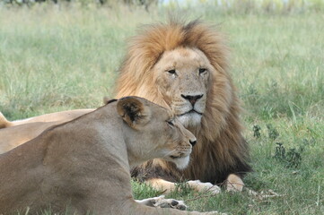 Lion and lioness. Johannesburg, South Africa