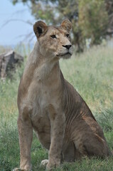 lioness and cubs