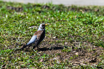 bird on a grass