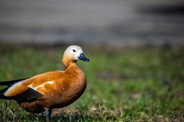 duck in the park