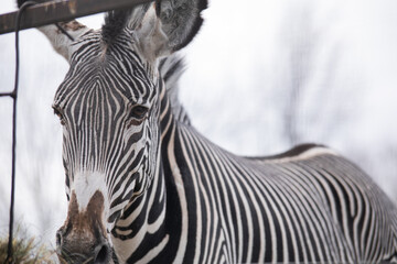 zebra close up