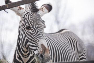 zebra in zoo