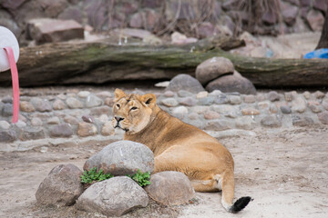 Plakat lion cub and lioness