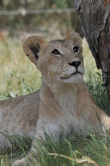 Lioness and cubs. Johannesburg South Africa