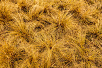 Yellow Grasses Fill Frame