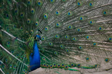 Obraz premium peacock with feathers out