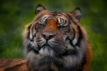 Closeup portrait of a Siberian tiger in the nature