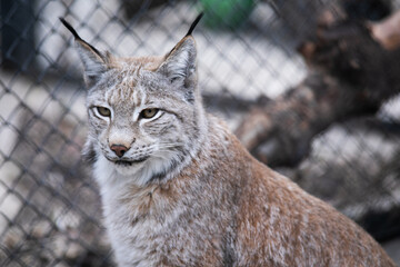 portrait of a lynx