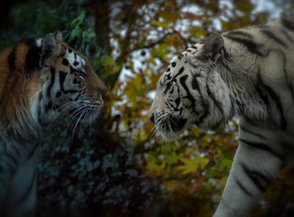 Naklejka premium Siberian and white tigers facing each other
