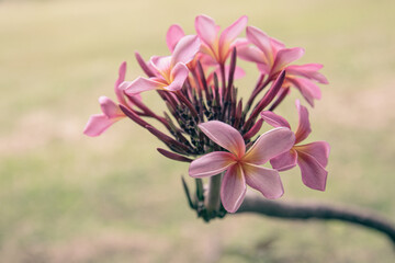 Red plumeria, frangipani in Bali, they are better known as the flowers of the gods. they grow so well in tropical countries like Indonesia. Kamboja bali, Jepun Cendana