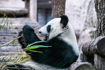 panda eating bamboo