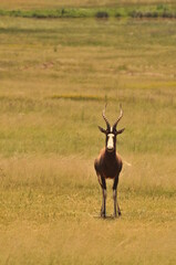 impala in the savannah