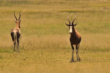 impala in the savannah