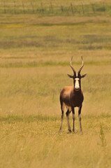 impala in the savannah