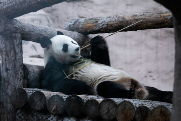 panda eating bamboo