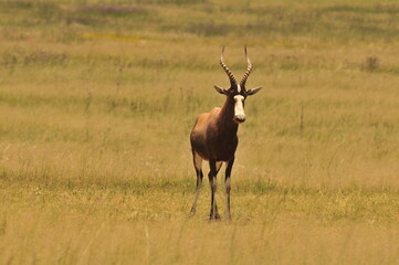Obraz premium impala in the savannah