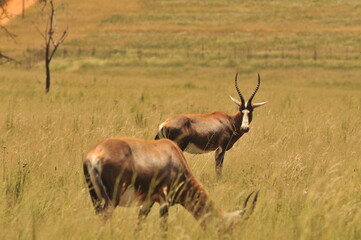Obraz premium impala in the savannah
