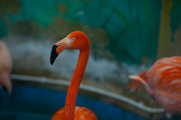 flamingo in zoo © Anastasia