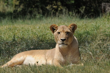 Lioness and cubs. Johannesburg South Africa