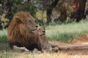 Lion and lioness. Johannesburg, South Africa