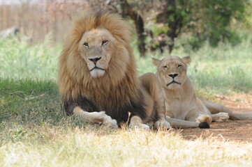 Lion and lioness. Johannesburg, South Africa