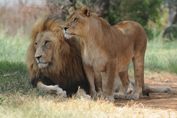 Lion and lioness. Johannesburg, South Africa