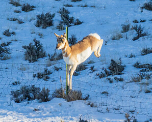 young pronghorn jumping a fence in winter