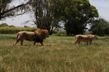 Obraz na płótnie Canvas Lioness and cubs. Johannesburg South Africa