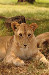 Naklejka na ściany i meble Lioness and cubs. Johannesburg South Africa