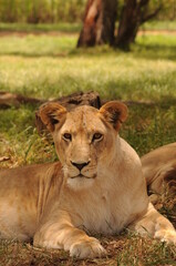Naklejka na ściany i meble Lioness and cubs. Johannesburg South Africa